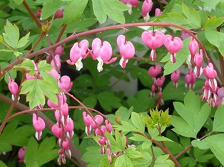 Bleeding Heart
